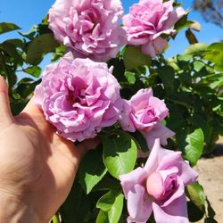 $155 LOVE SONG rose tree 💜 in a 15-gallon pot