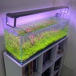 Beautiful Aquascape Rimless Eco Tank