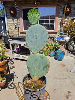 40 inch's Tall Cactus Plant