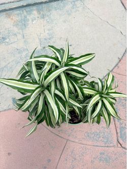 Plant that belongs in the sun