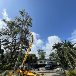 SPECIALIST OF TREE REMOVAL