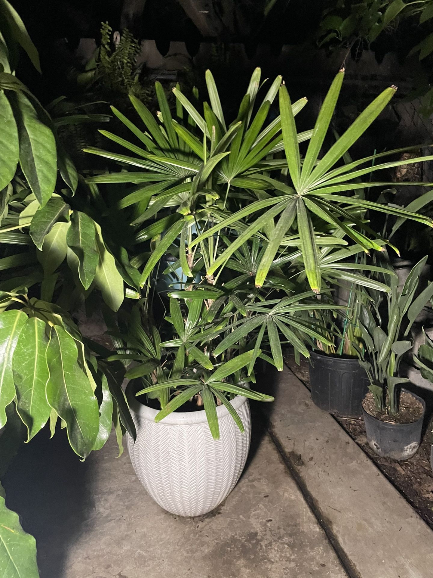 Lady palm, exact plant, ceramic pot not included; 95820