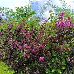 Crape Myrtle 15gl $110🏡