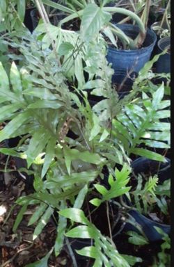 Live Fern Native Plant in Nursery Pot