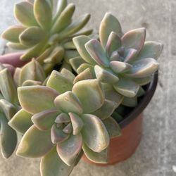 6in Pot Graptoveria Ghosty Succulent Plant 