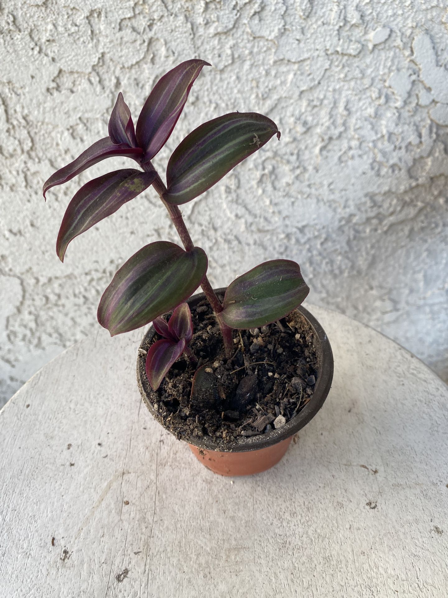 3 Inch Pot Succulent Plant- Tradescantia Zebrina Violet - Wandering Dude - Live Succulent - Rooted & Established - Drought Resistant - 🪴