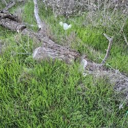 Free Fire Wood Very Large 