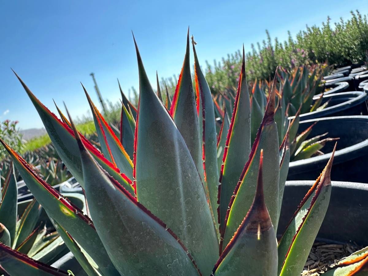 Blue Glow Agave