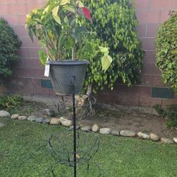 Plant Holder