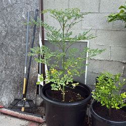 Morninga Tree 3 ft
