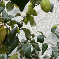 Thai Jujube
