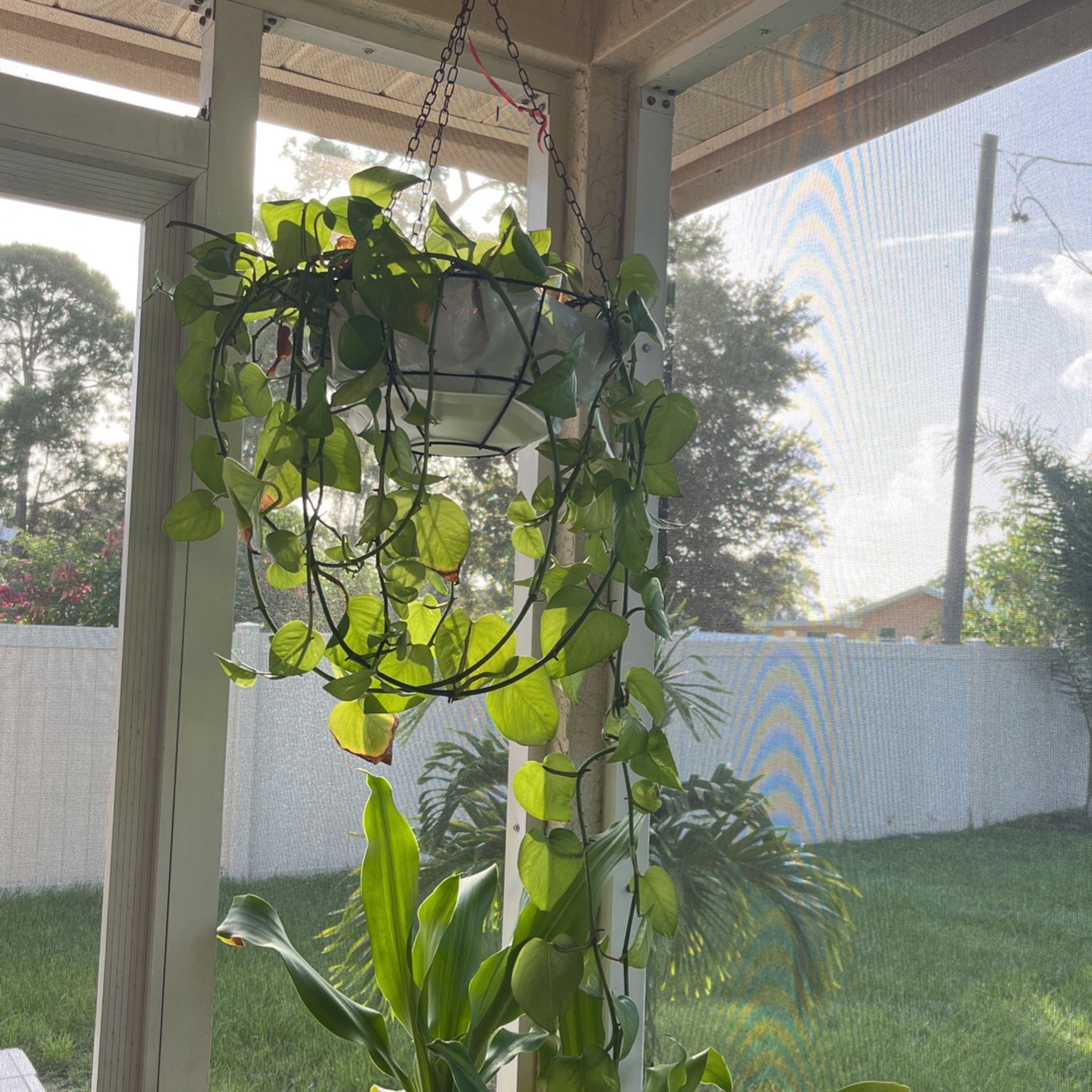 Household Hanging Plants For Sale