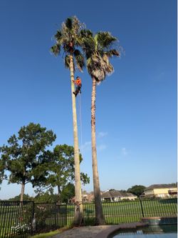 palm trees