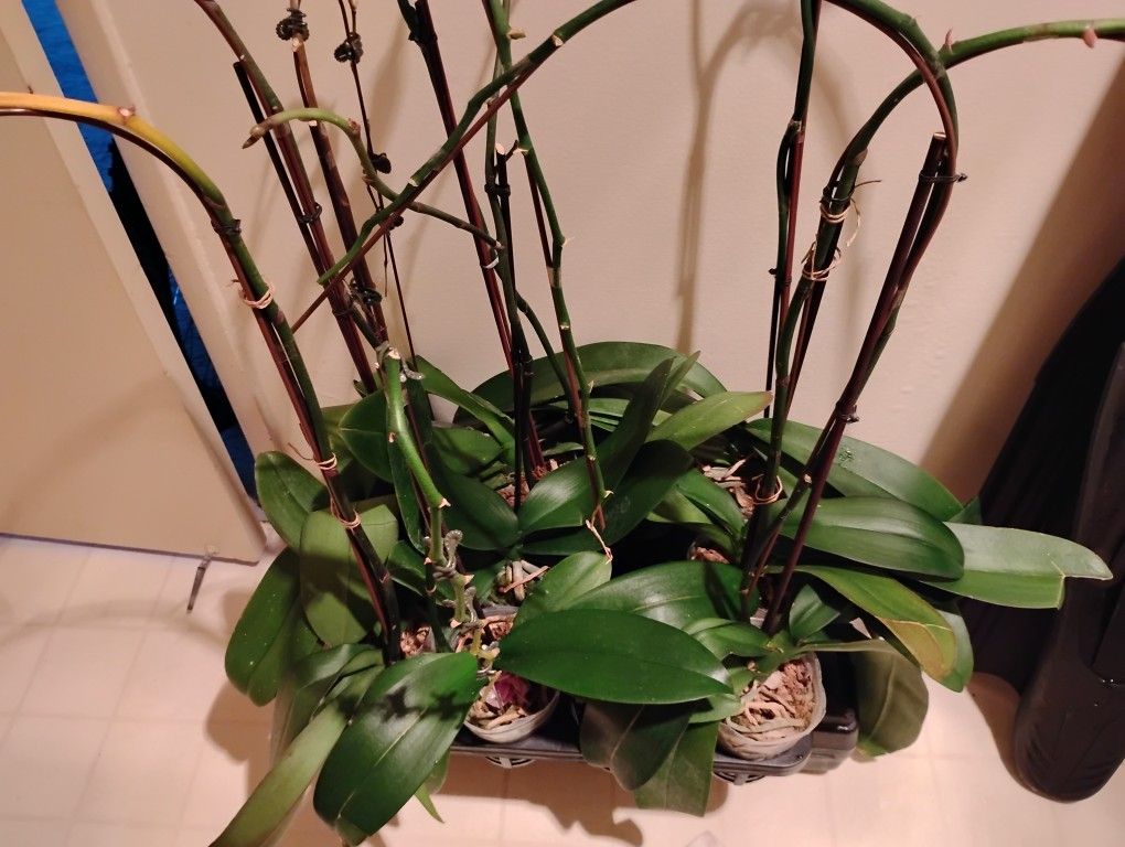 Orchids Box Of 5.. To regrow and bloom....