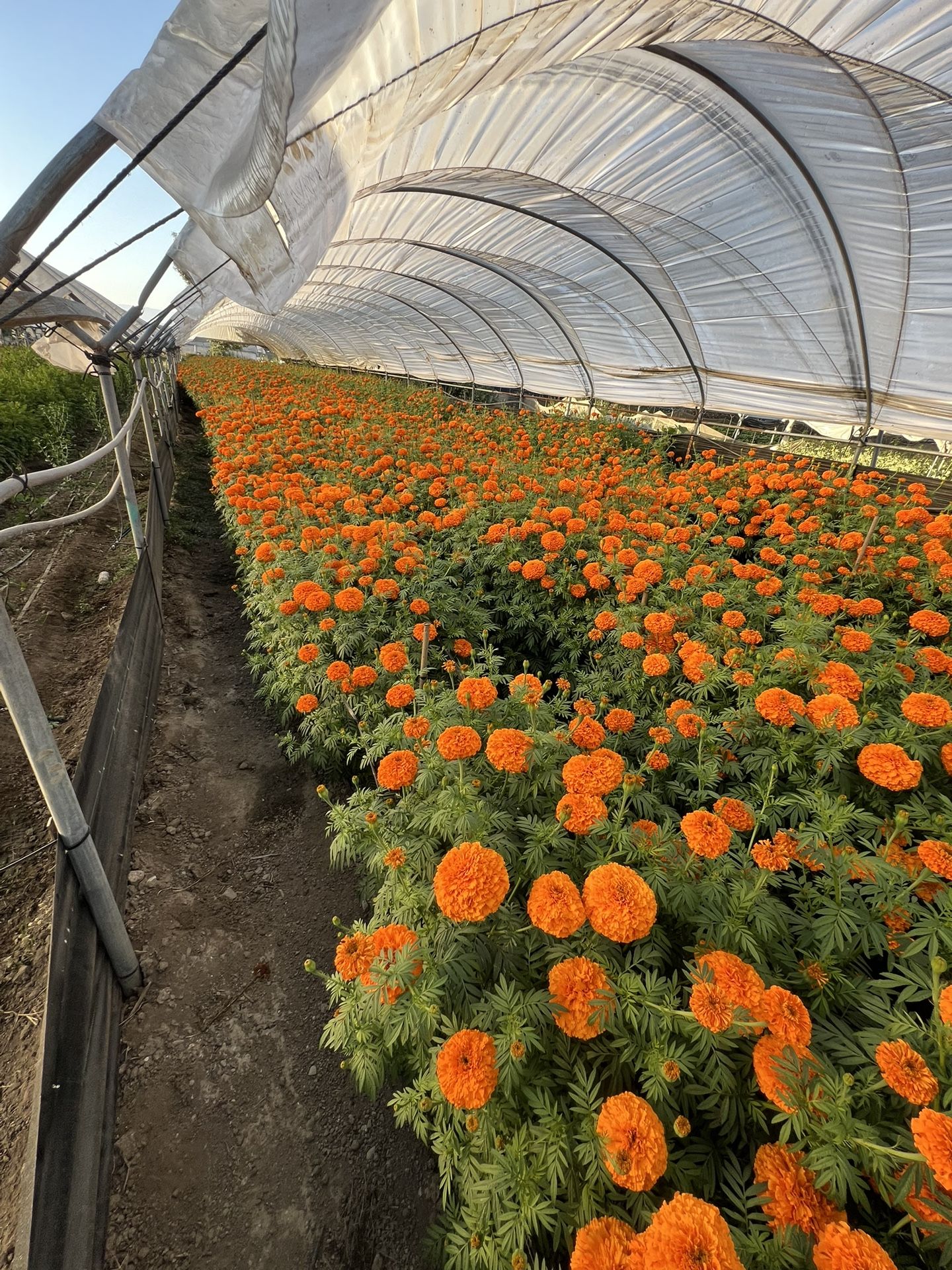 Marigold For Halloween 