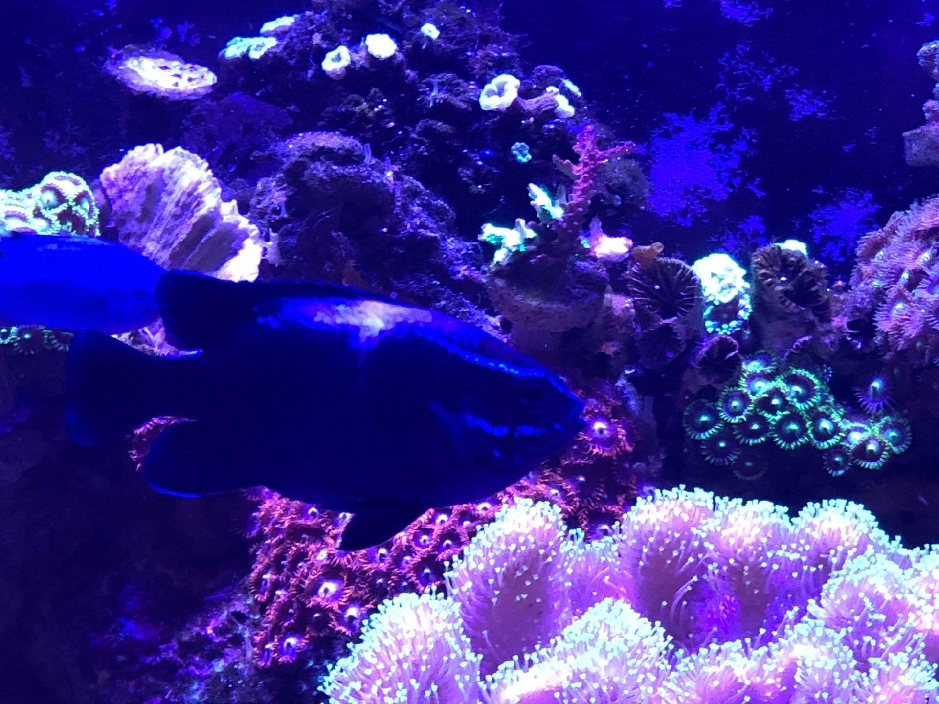 Saltwater Blue velvet damsel