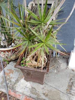 Madagascar DRAGON TREE
