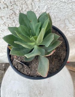1 Gallon Pot Succulent Plant - Graptopetalum Superbum Rosa - Pink Superbum - Rooted & Established Plant - Drought Resistant 🪴
