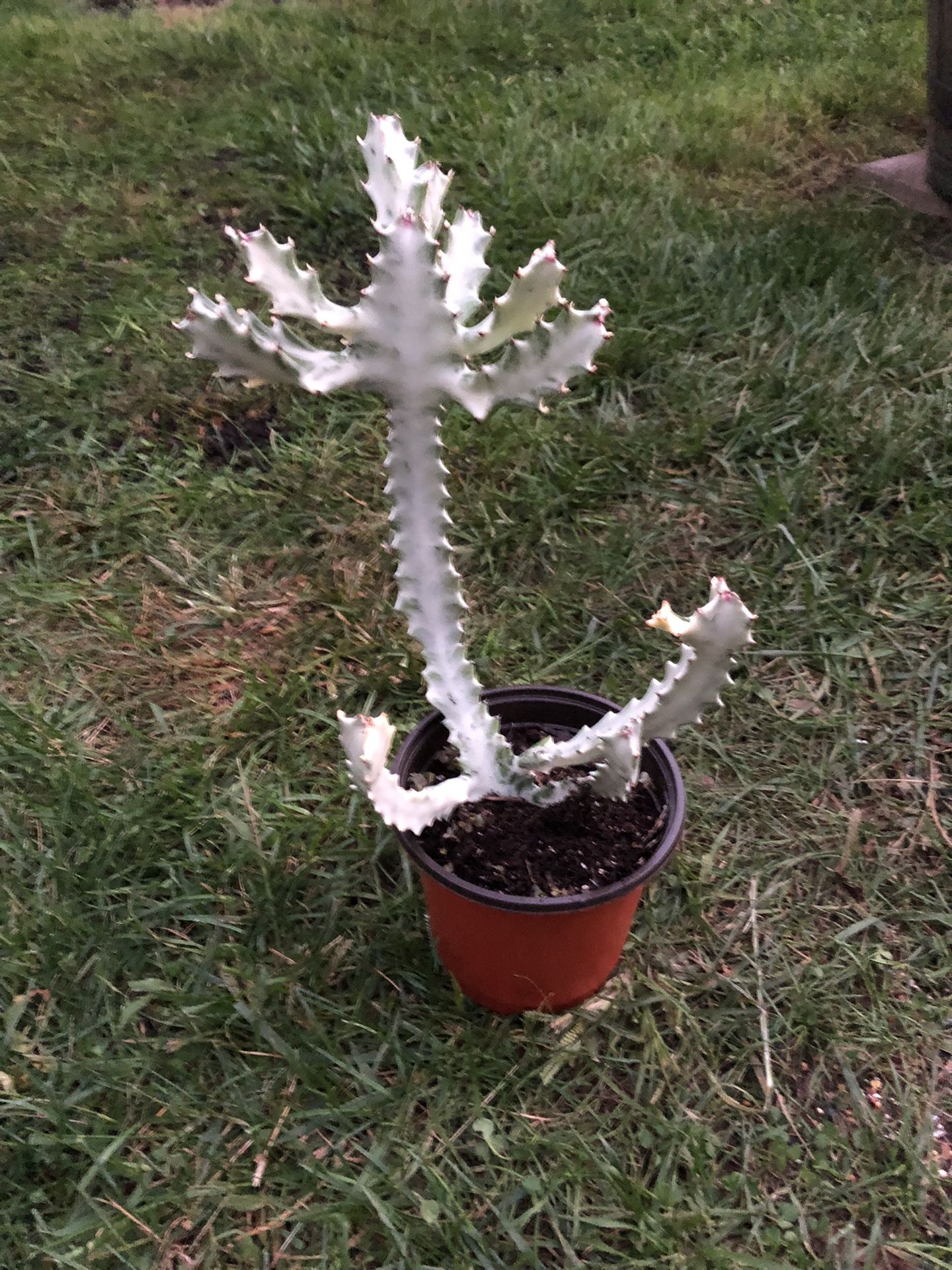 Ghost Cactus