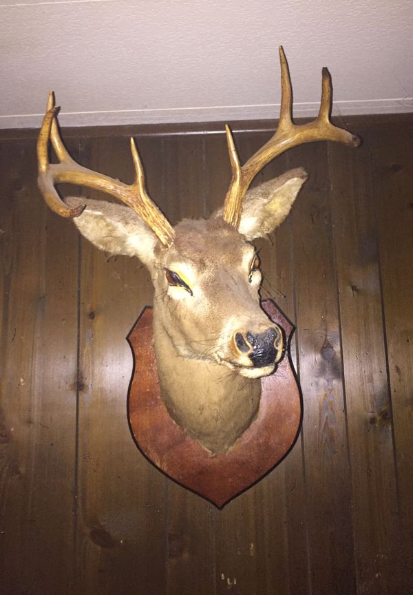 8 pointed mounted deer head for Sale in Bushnell, FL OfferUp