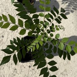 Curry Leaf Plant 5$