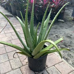 Aloe Vera 