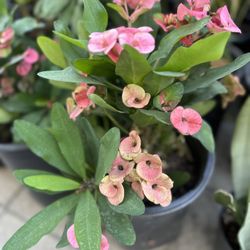 Planta De Corona De Cristo Flor Jumbo , En Maceta De 5 Gallone