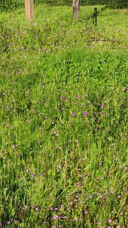 FREE Fresh Cut Pasture Grass / Organic Mulch Material