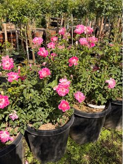 Pink iceberg roses 15 gal