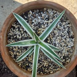 AGAVE  WHITE  RHINO. ( Rare Plant ).