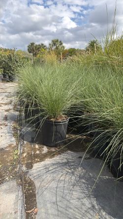 Muhly Grass