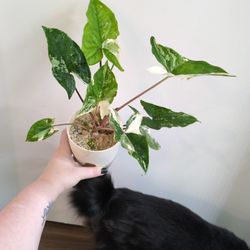 Syngonium Albo 2 In One Pot. Pickup Capitol Hill