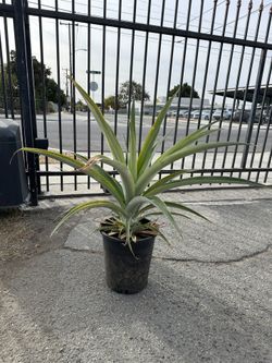 Pineapple Plant 