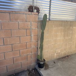 Column Cactus Plant 
