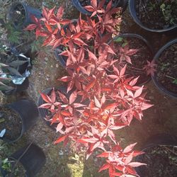 Red Japanese Maple 🍁 