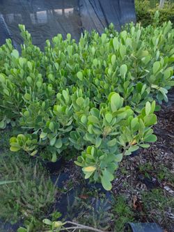 clusia  3 feet tall  only $12 Instant privacy Hedge