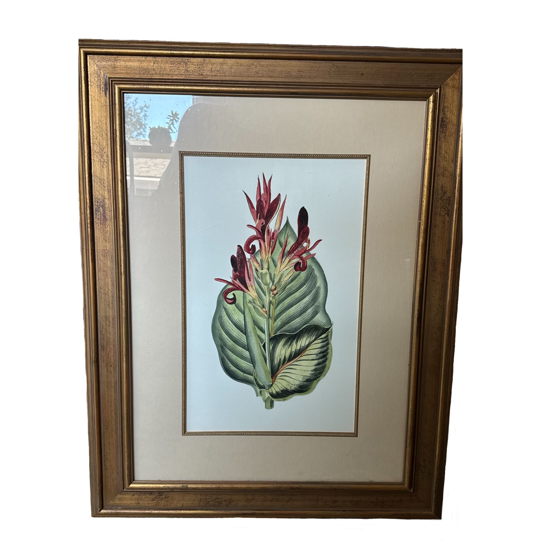 Framed Botanical Print • “Antique Canna II” After François Van Houtte • 29” x 38”
