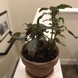 Dark Mystery Plant In Terracotta Pot REVIVE