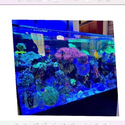 recent inside Premium-Grade Aquarium Setup - Top-Level Quality Choice
