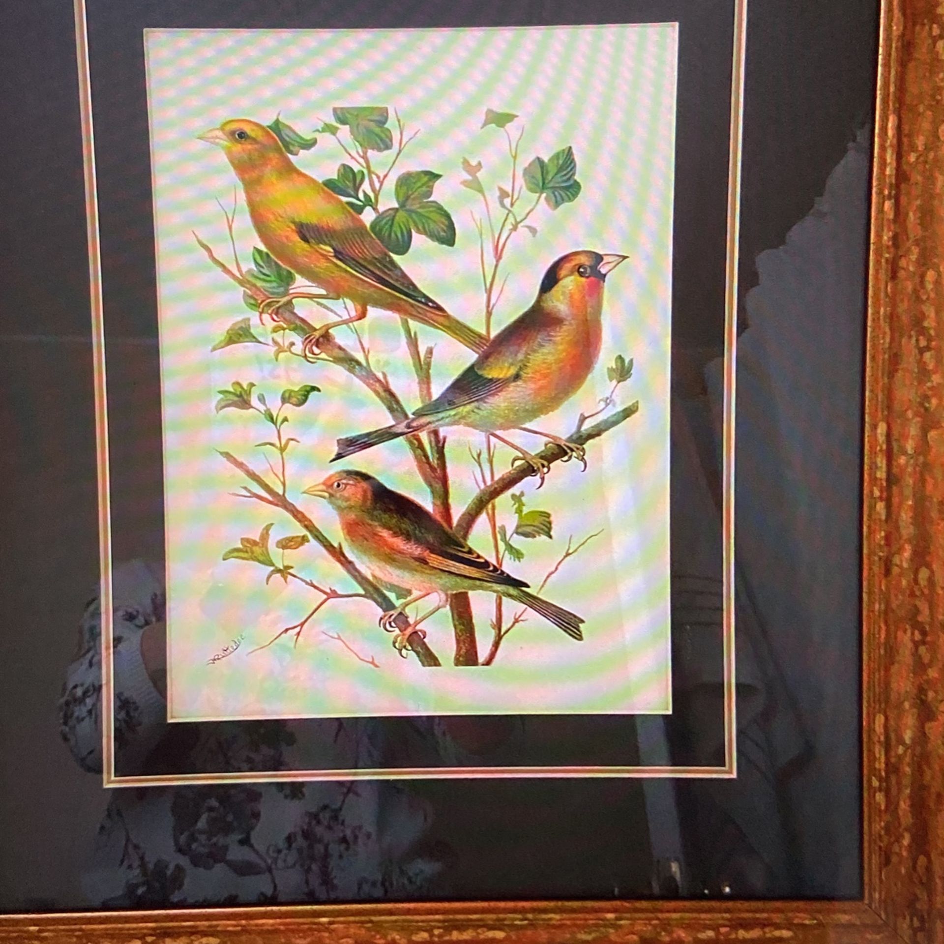 Photos Of Birds for Sale in Sacramento, CA - OfferUp