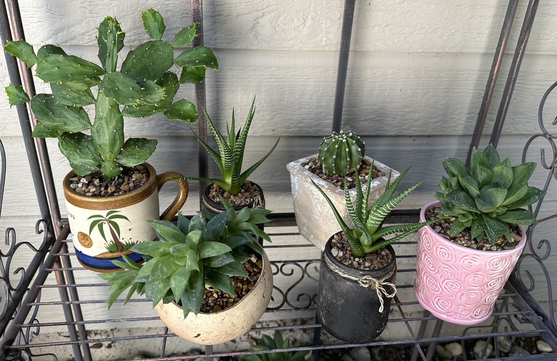 Succulent And Cacti Plants -$5 Each