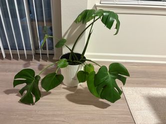 Beautiful plant and large watering can