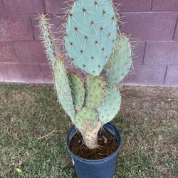 Prickly Pear Cactus 3gl. 