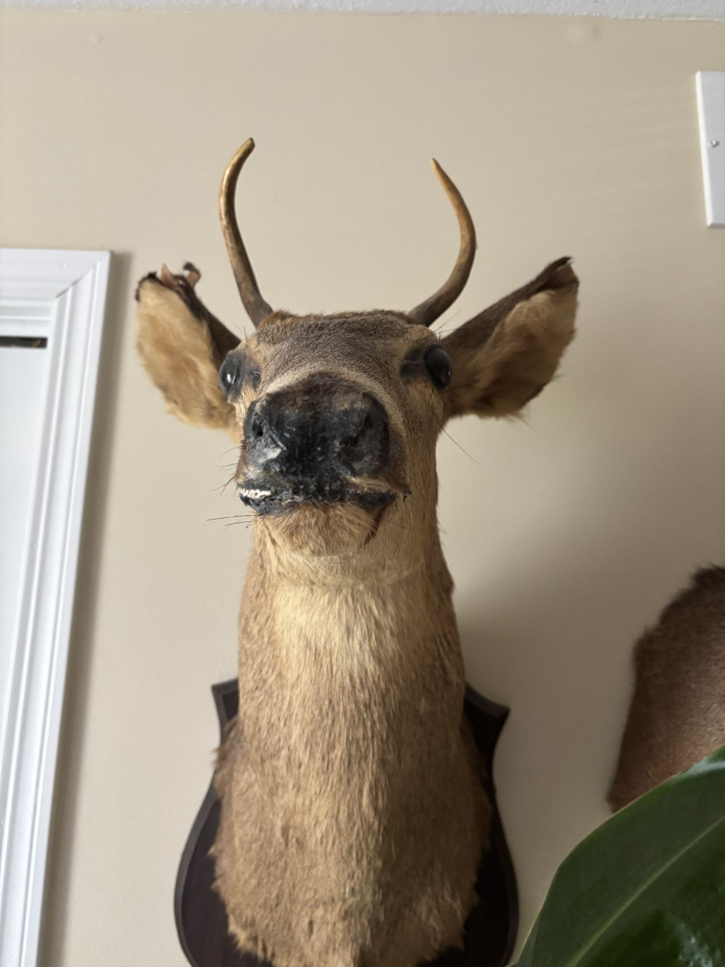Taxidermy Buck