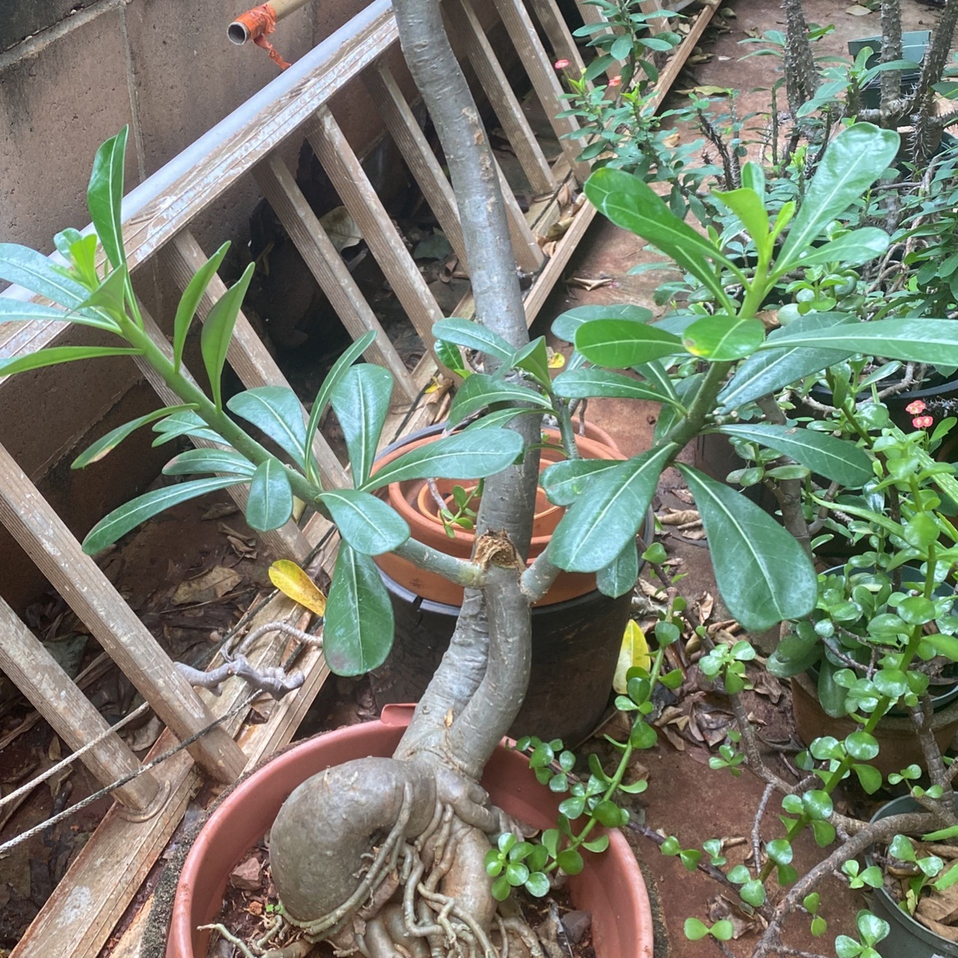 Desert Rose Plant.   