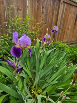 Purple Iris