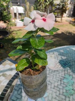 Plant