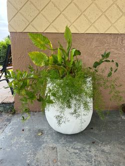 Large Outdoor Plant Arrangement