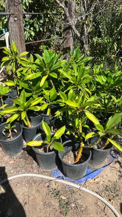 Plumerias plants