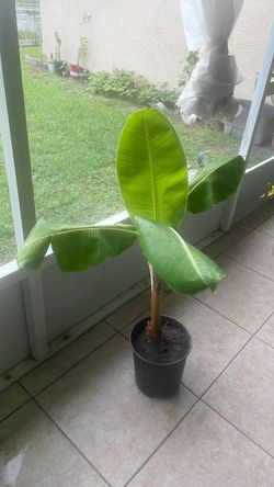 Banana Tree Plant in Pot